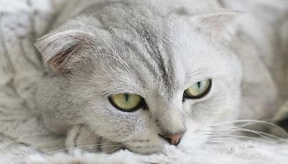 冷门但很实用——在黑料吃瓜网看网红黑料前——先用这套信息差检查法